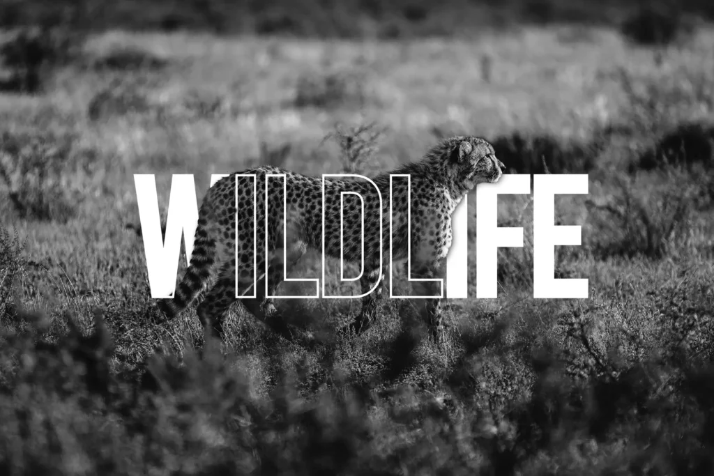 WILDLIFE
